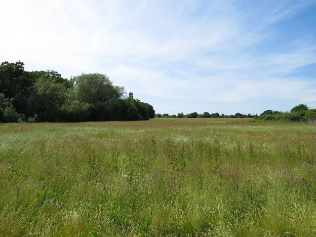 Greater Tongue Orchid Meadow - Tiptree, Essex