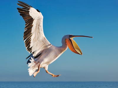 Pelican Birds Information