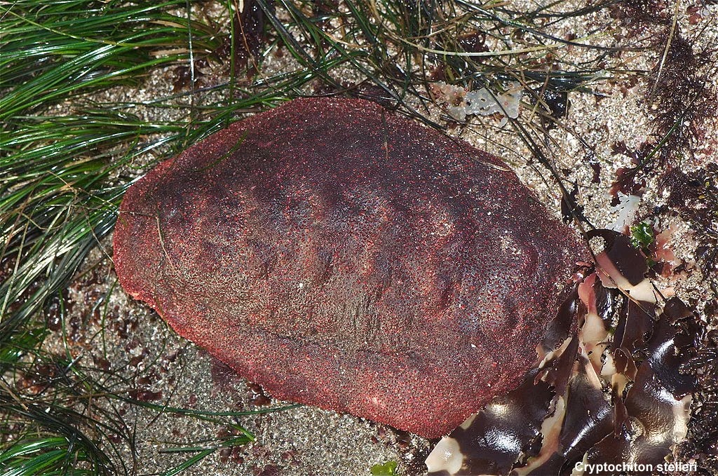 This 'Wandering Meatloaf' Chiton Has Rare Iron Teeth