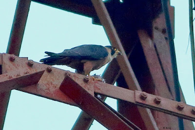 "Peregrine Falcon (Shaheen) Falco peregrinus, feeding on prey on the radio tower."