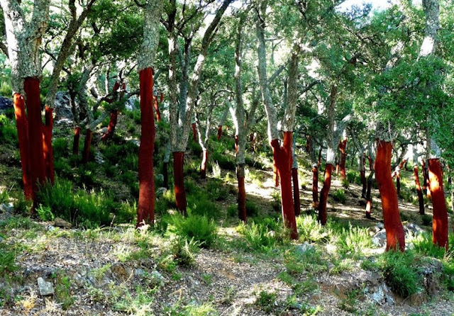 corcho de la botella de vino arbol