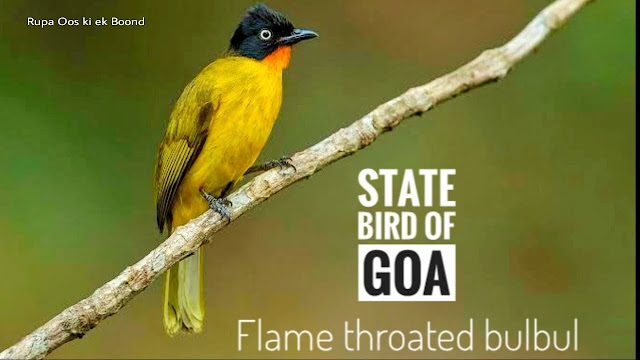गोवा का राजकीय/राज्य पक्षी || State Bird Of Goa ||