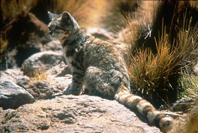 Andean+Montain+Cat