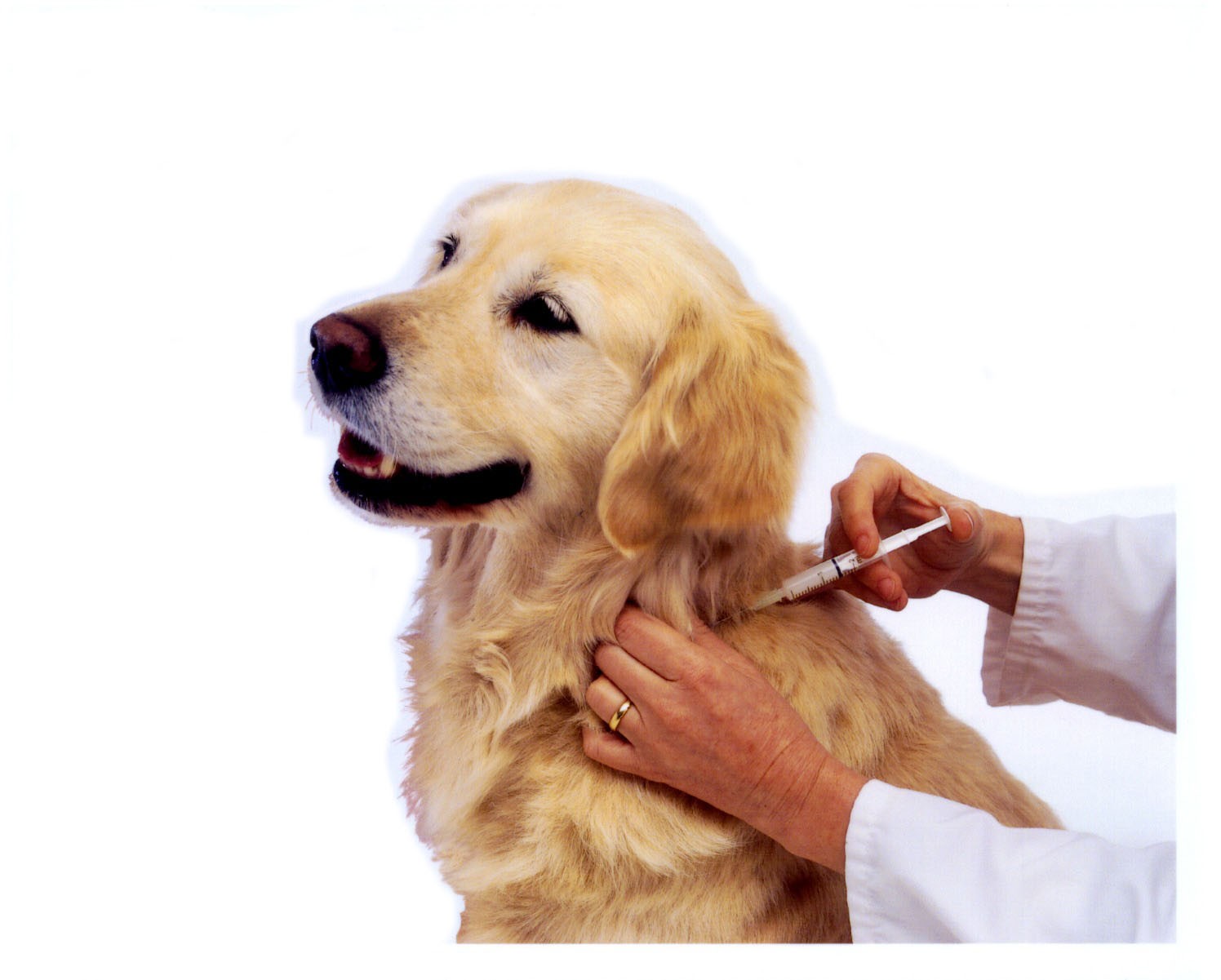 The Dog Blog Tips Perawatan Anjing