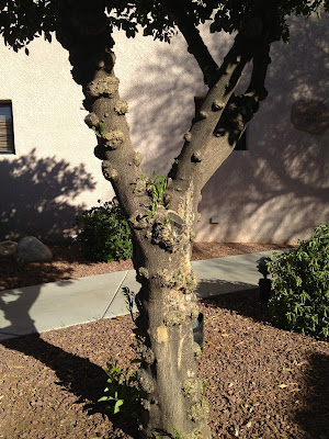 Golf ball to baseball sized galls occurring all over the trunk of a tree