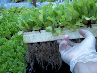 How To Build A Raft Aquaponics System : New Gardening Suggestions From Aquaponics4you Organic Gardening