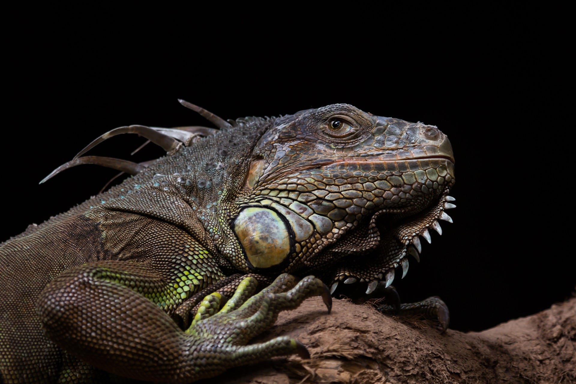 About the Black Iguana, the Fastest Reptile in the World