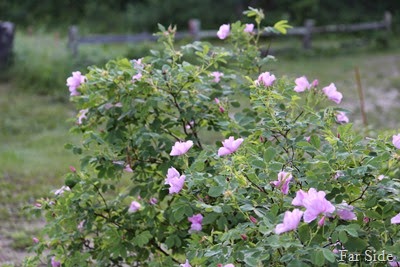 Wild Roses