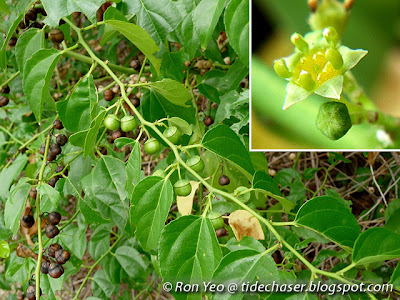 Latherleaf (Colubrina asiatica)