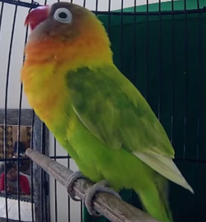 Lovebird Konslet Juara Nasional