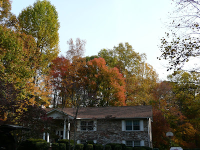 Fall colors and trees in Northern Virginia