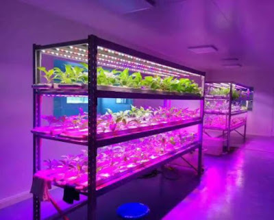 Light Wavelength for plant growth