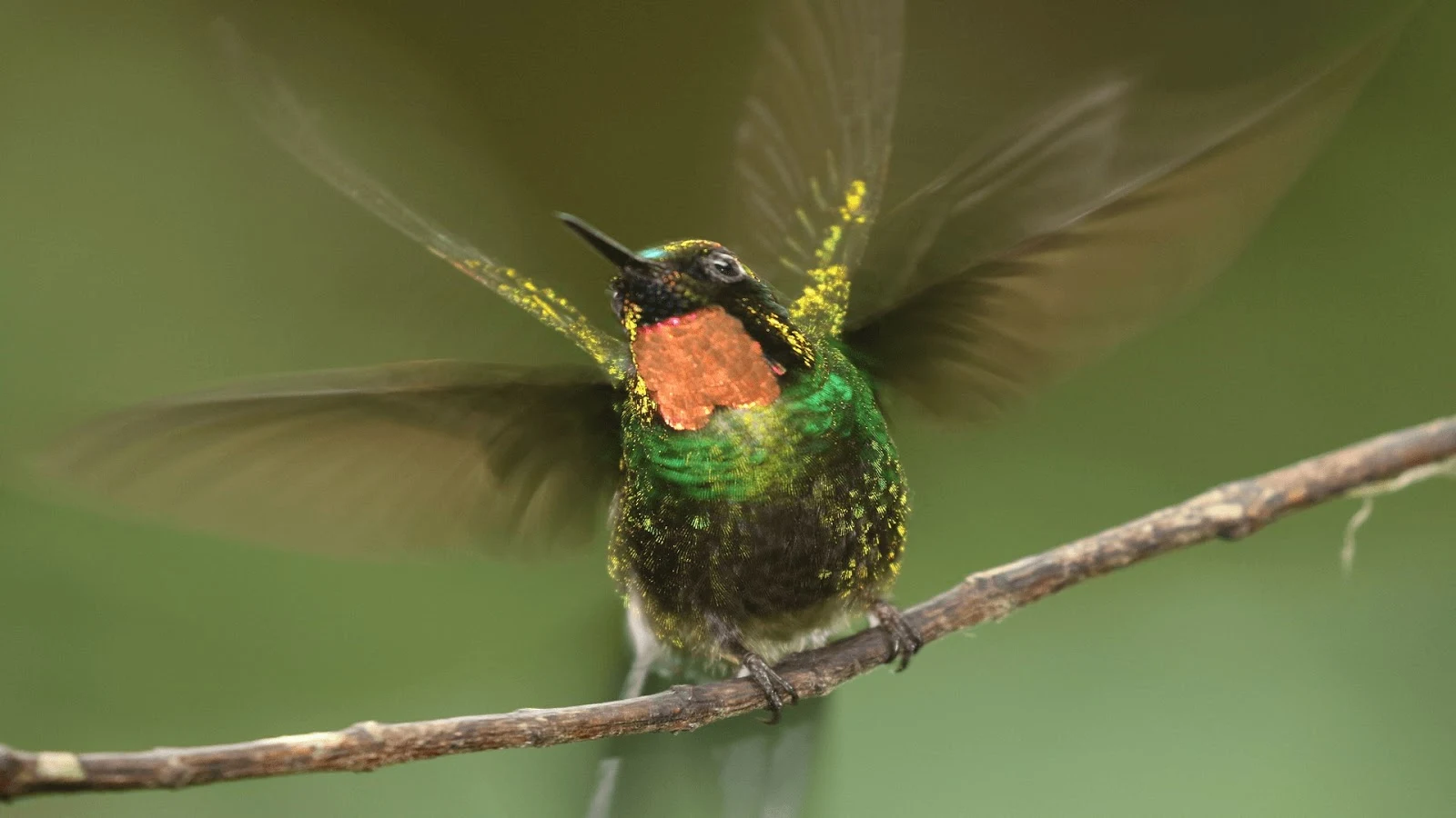 National Geographic Hummingbirds PREMIUM, Tema per Windows 10