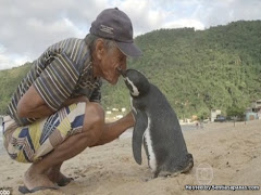 Dindim, Penguin Yang 'Melawat' Penyelamatnya Setiap Tahun!