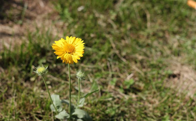 Gaillardia Grandiflora Mesa Yellow Flowers