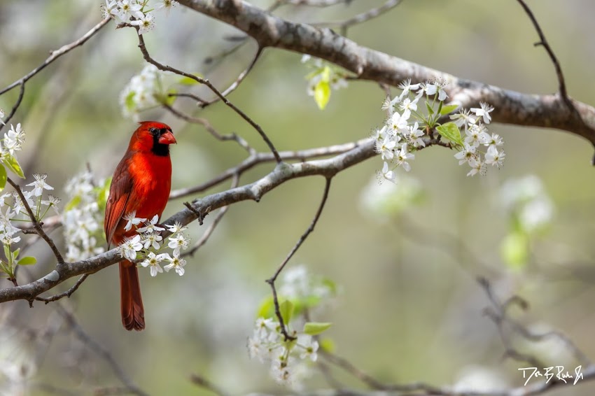 Backyard Birds Spring 2022