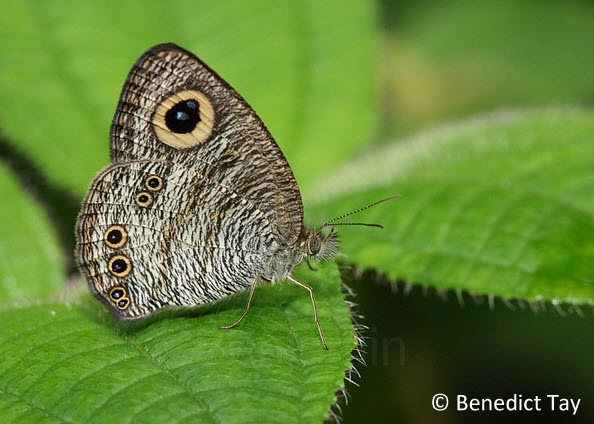 Ypthima ceylonica Hewitson, [1865] - White Four-ring | Butterfly