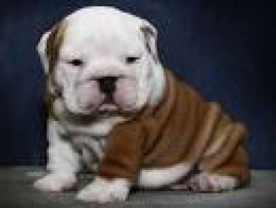 big lovely round english bulldog puppies for free adoption