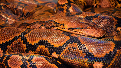 reptile snake hd resolution wallpaper