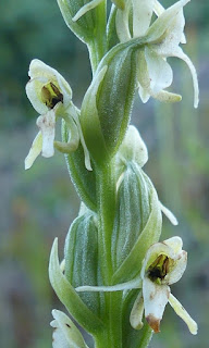 Platanthère du lac Huron - Platanthera huronensis