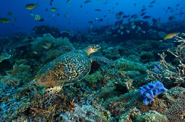 Pulau Derawan adalah Pulau Tropis Yang  Sempurna mencoba