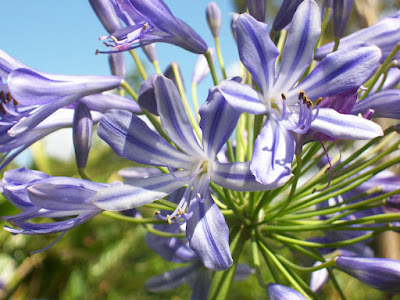 agapantha flowers blue purple close-up