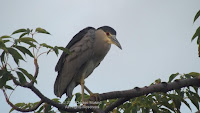 Black-crowned night heron Ala Moana Park, Oahu - © Denise Motard