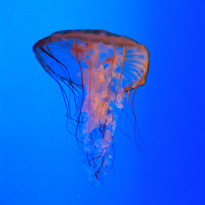 The Georgia Aquarium