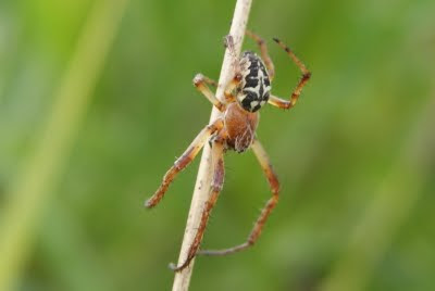 - Rietkruisspin - Larinioides cornutus