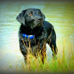 black Lab by water