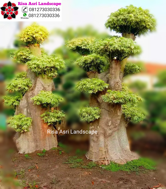 Kamboja Fosil, Panggang Iprik, Bonsai Beringin Dolar, Bonsai Serut Fosil,  Randu Varigata, Pohon Pule Monster, BotleTree, Olive Tree Zaitun, Bonsai Dolar Mangkok,  Pohon Tabebuya, Bonsai Anting Putri, Pohon Jasmin Dll