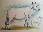 cow, cow sketch, pencil sketch cow, only4us,