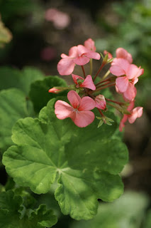 Pélargonium écarlate - Pelargonium inquinans