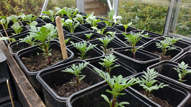 Allotment and greenhouse progress in spring