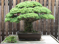 Pinus parviflora 'Miyajima
