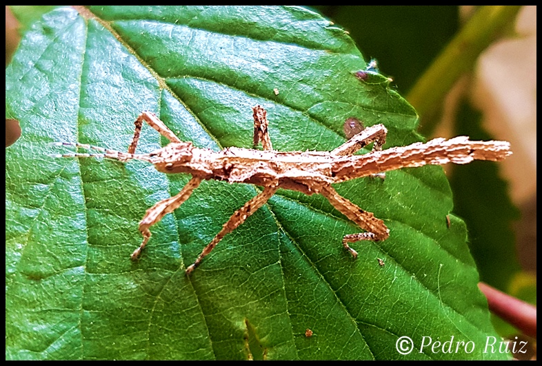 Ninfa hembra L3 de Hesperophasma sp. "La Cienaga", 2,5 cm de longitud