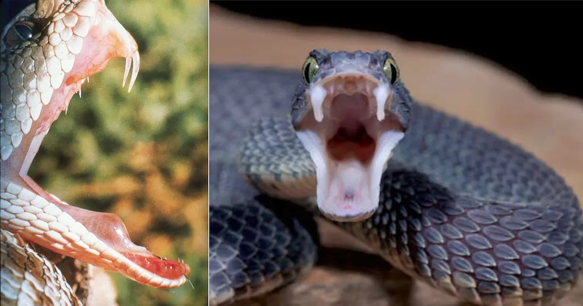 Researchers Reveal That Humans Have Genes Supporting The Production Of A Venomous Bite