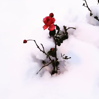 Rosa nella neve