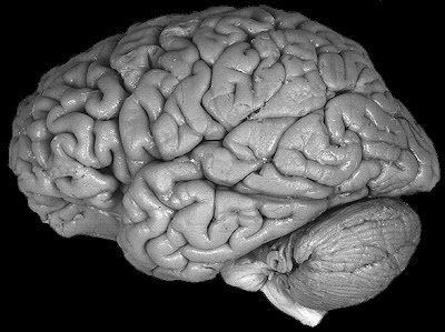 Top 5 Human Brain Facts Revealed