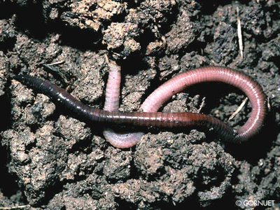 Cara Budidaya Cacing  Tanah Lumbricus sp PMII SALATIGA