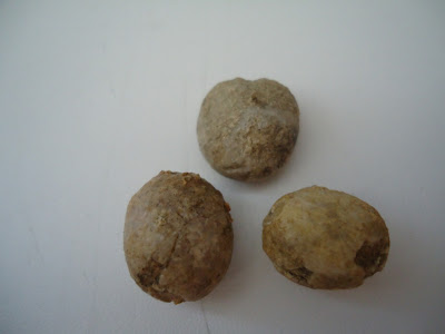  Three Fossils Sea Urchin / Echinoid