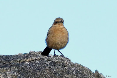 "Brown Rock Chat - Oenanthe fusca, resident common perched on a rock."