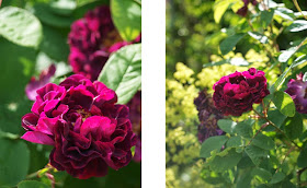 Dark rose in the garden
