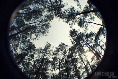 Kisatchie National Forest - Forest Hill Louisiana - Pine Trees