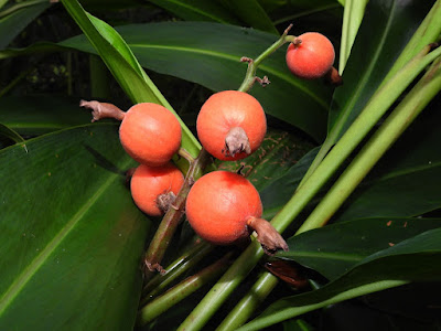 Capsules of False Cardomom Ginger