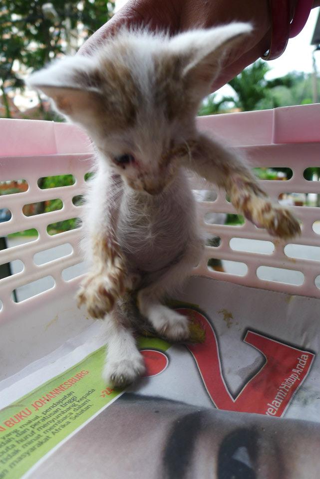 S.C.R.A.T.C.H: Update Anak-anak Kucing dari Jalan Gurney, KL.