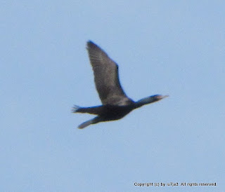 Double-crested Cormorant Flying