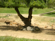 Like Legoland, the Safari Park makes special accommodations for people with . (img safari park gazelle)