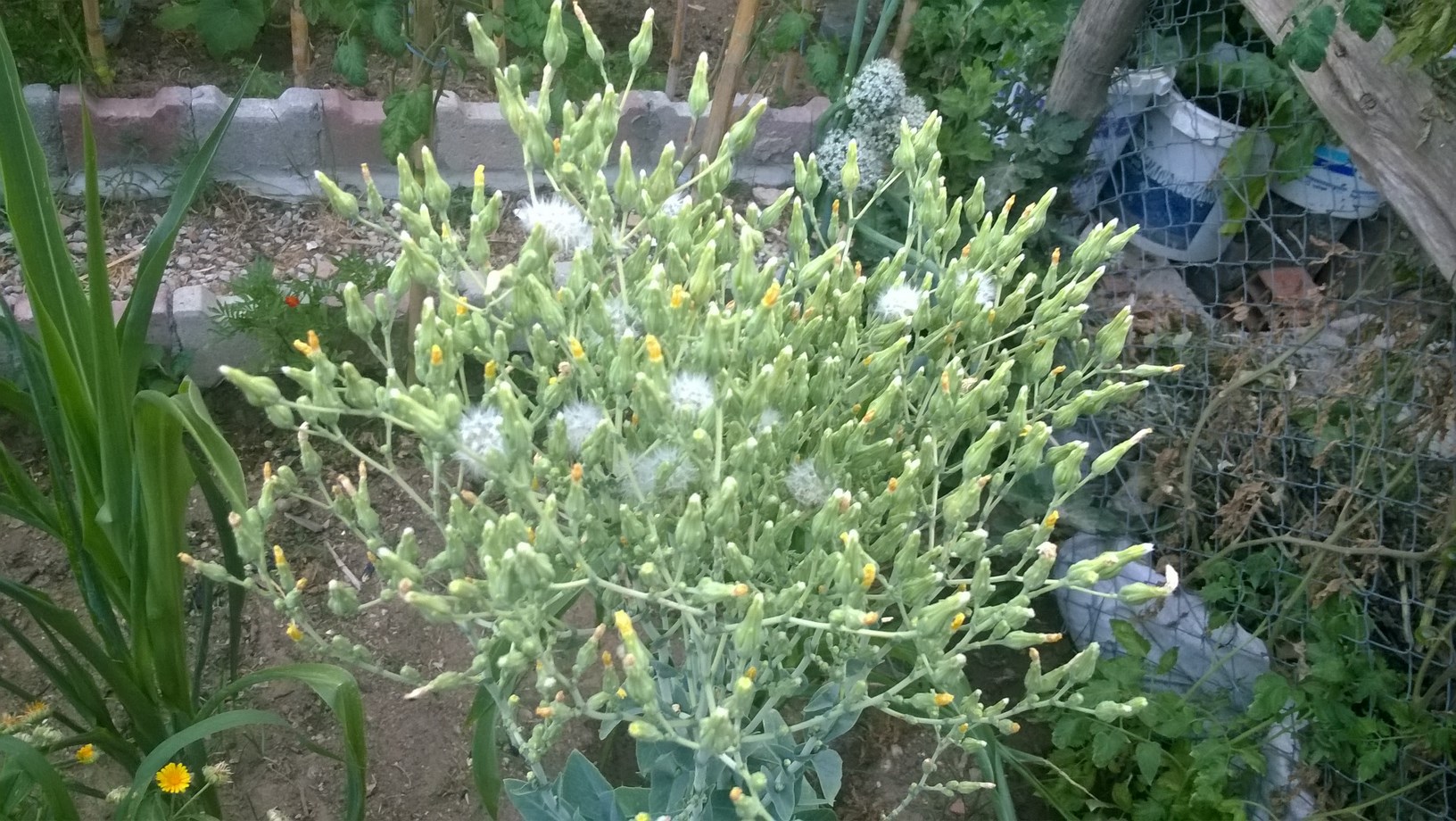 When the crown of romaine lettuce plant elongates, it's about to bolt to produce seed