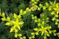 Sedum sarmentosum - Stringy stonecrop care and culture